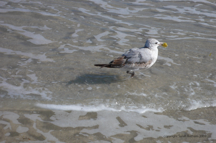 Seagulls_17